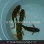 广东供应高雄性黄骨鱼苗黄颡鱼苗