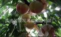 江苏常州供应l礼品批发洛阳水蜜桃，阳山水蜜桃水蜜桃（无公害）